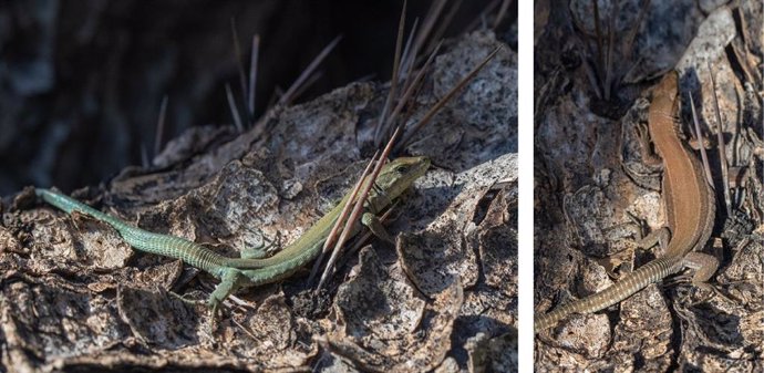 Fotografías del mismo ejemplar macho de lagartija parda (Podarcis liolepis) del Jardín Botánico, con segundos de diferencia, y desde dos ángulos de visualización distintos para ilustrar el aparente cambio en la coloración dorsal debido a la iridiscencia.