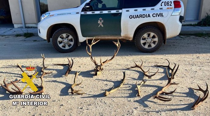 AMP.- La Guardia Civil interviene en Burgos 12 cornamentas y un cráneo de ciervo obtenidos ilegalmente