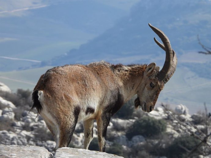 Un grupo de expertos europeos estudiará la sarna sarcóptica en poblaciones de ungulados silvestres de montaña
