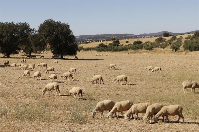 Archivo - Agricultura.- Extremadura ve una "buena noticia" la estrategia nacional para la lengua azul que permite mover animales sin vacuna