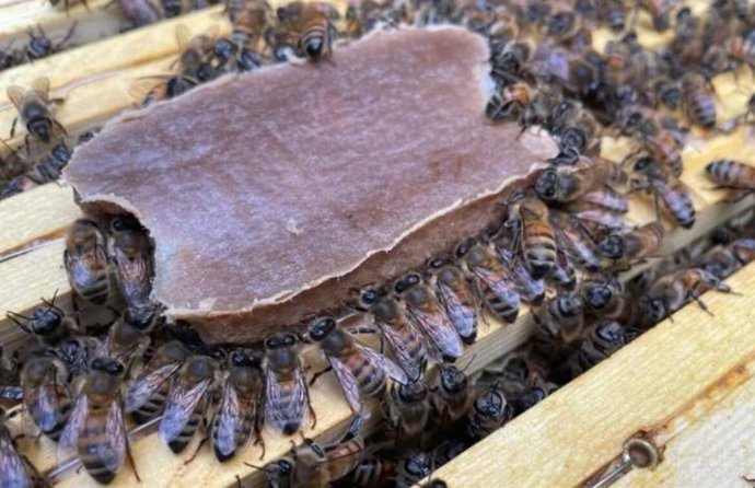 Las abejas mastican el nuevo producto alimenticio, que satisface todas sus necesidades nutricionales.