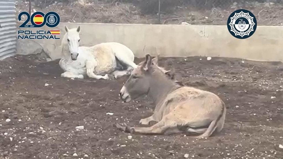 Dos detenidos acusados de maltrato animal a un caballo y un burro en la partida de Matola en Elche (Alicante)