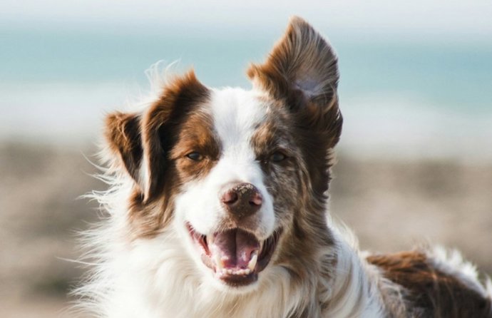 Los perros nos escuchan con atención