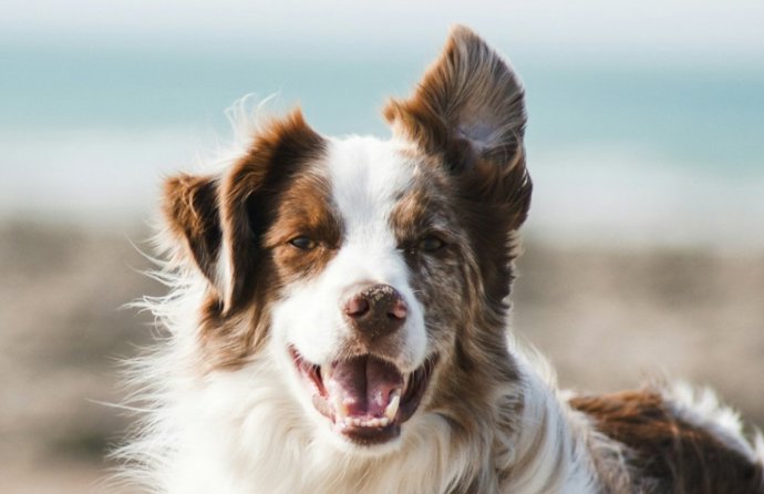Os cães nos ouvem com atenção