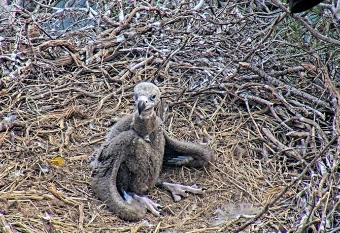 Cría de buitre negro.