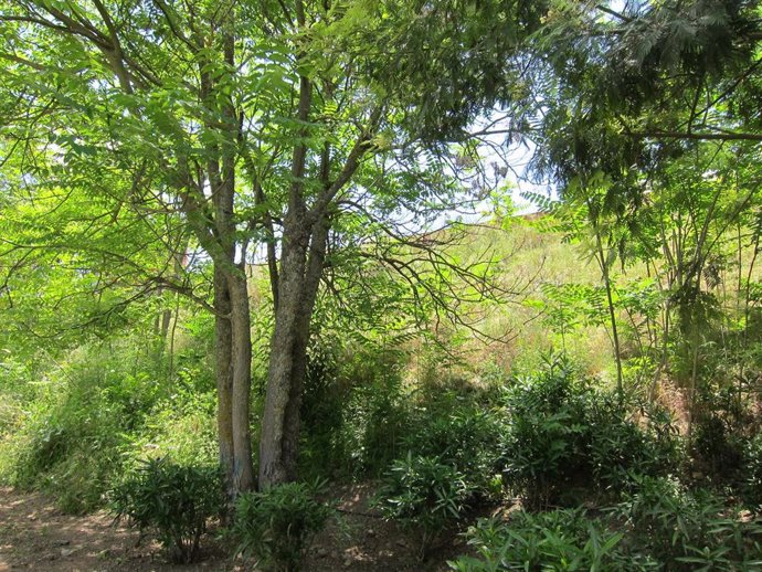 Archivo - Árboles