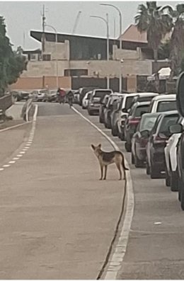 Imagen de uno de los perros con rabia localizados en Melilla