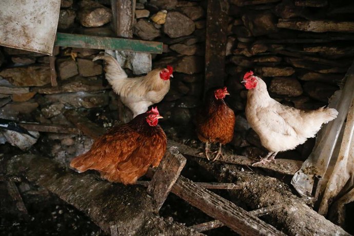 Archivo - Varias gallinas en un corral