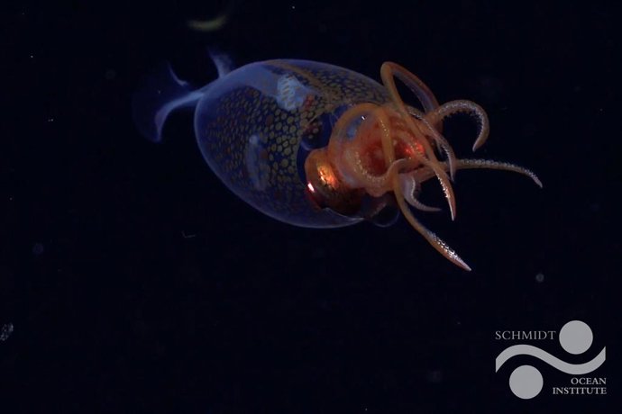 Esta es la primera observación en vivo confirmada del calamar colosal, Mesonychoteuthis hamiltoni, en su hábitat natural.