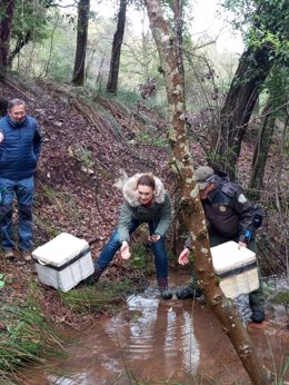 Suelta de cangrejos de río ibéricos en un arroyo del Parque Natural de Cazorla, Segura y Las Villas.