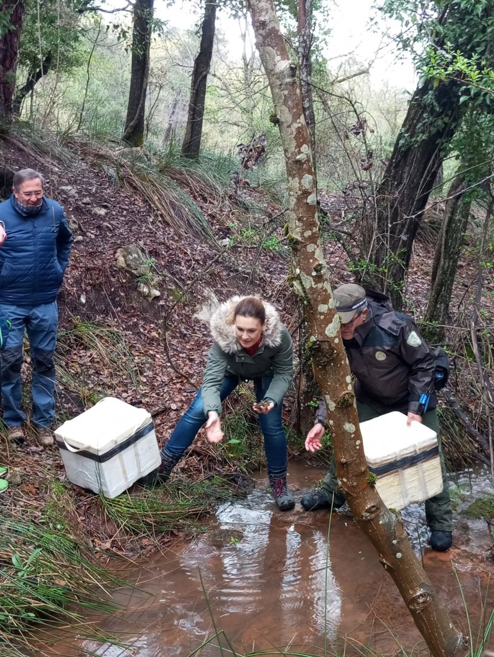Suelta de cangrejos de río ibéricos en un arroyo del Parque Natural de Cazorla, Segura y Las Villas.