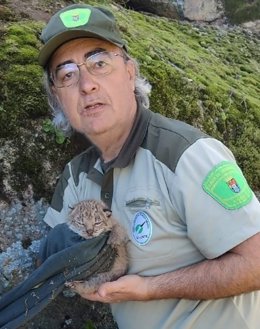 Rescate de cachorros de lince ibérico tras el atropello de su madre en Navalmoral de la Mata
