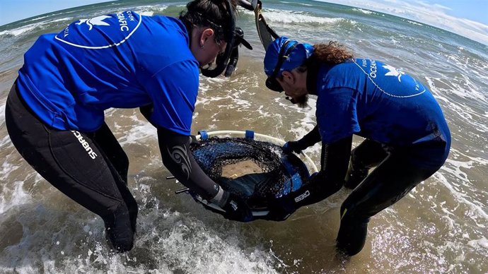 Una raya rescatada en Gandia regresa al mar tras recuperarse en el Oceanogràfic