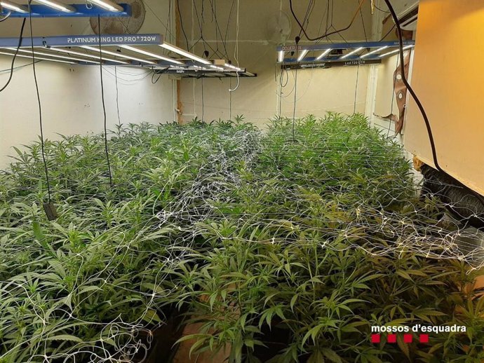Plantación de marihuana en el interior de una vivienda de Piera (Barcelona)