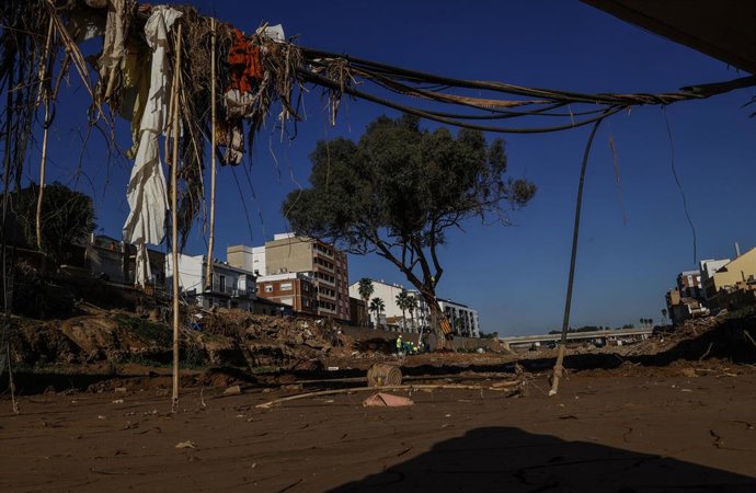 Archivo - Arxiu - L'eucaliptus que ha resistit a la Dana en el barranc del Poyo