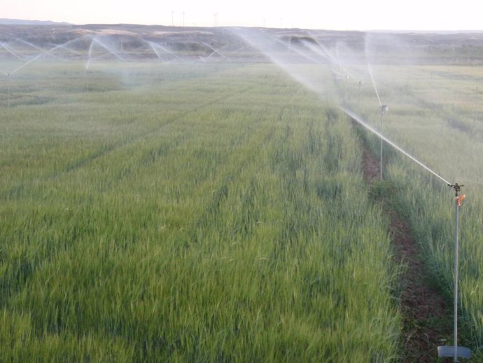 Riego por aspersión en un campo extenso