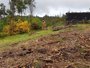La Xunta ofrece a dueños de fincas plantas específicas para sembrar en franjas secundarias para evitar incendios