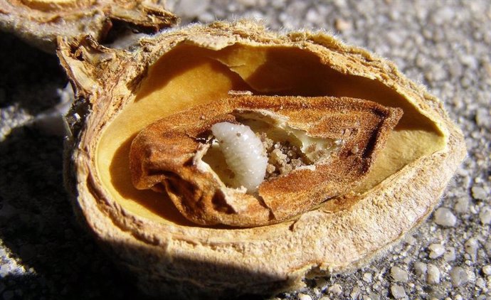 La Unió exige a Agricultura el reparto gratuito de producto fitosanitario para el control de la avispilla del almendro