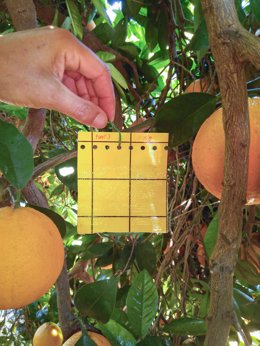 La Comunitat Valenciana lidera un proyecto nacional que medirá la biodiversidad hortofrutícola con 117 hectáreas piloto 