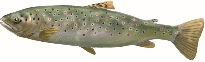 Ilustración de Toni Llobet en la guía