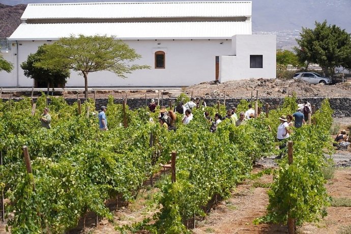 Archivo - Enoturismo en el sur de Tenerife