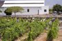 Expertos internacionales se reunirán en mayo en Lanzarote para abordar la sostenibilidad en territorios vitivinícolas