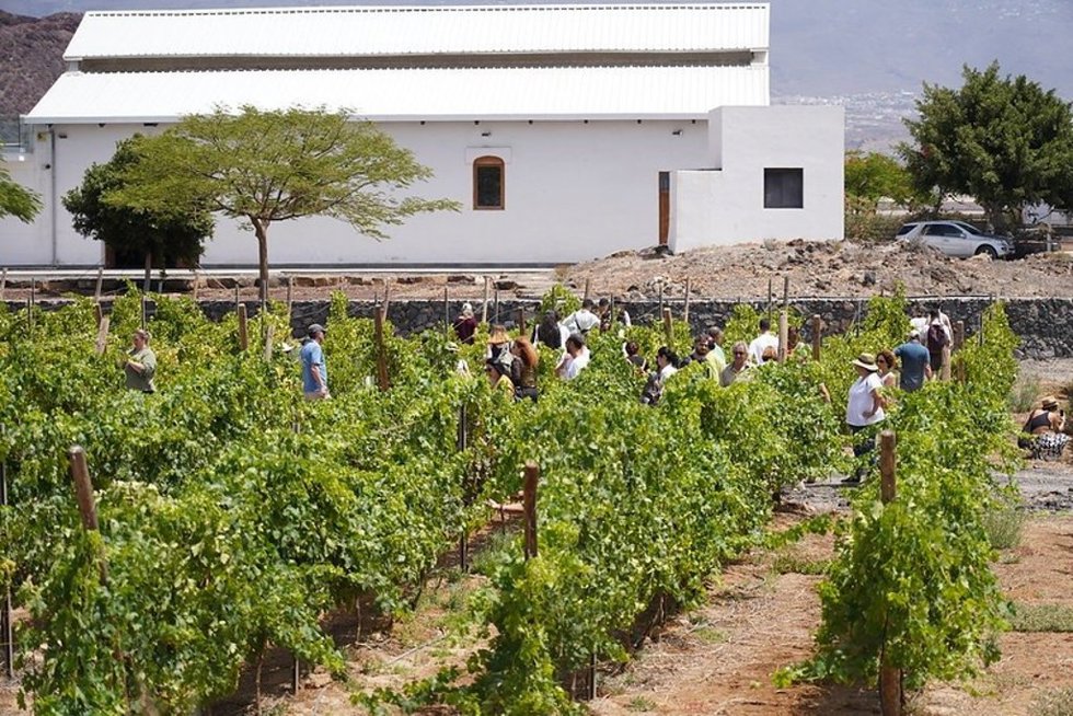 Archivo - Enoturismo en el sur de Tenerife
