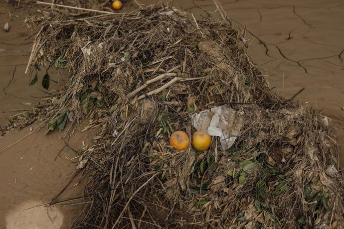 Archivo - Campo de naranjos arrasado por la DANA, a 21 de noviembre de 2024, en Algamesí, Valencia