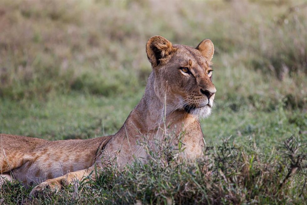 Archivo - Leona en el Parque Nacional de Nairobi (archivo)