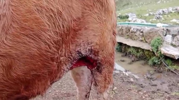 Ataque a una ternera en la Sierra del Cuera.