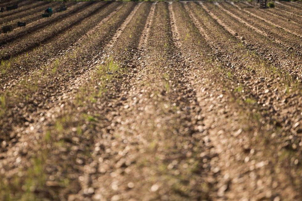 Archivo - Plantación de espárragos verdes en Guadalajara.