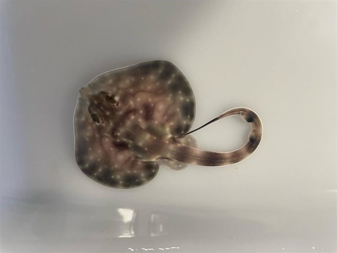 Cría de raya ondulada nacida en el Museo Marítimo del Cantábrico