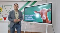 Valero pide a Junta que promocione productos de sector caprino andaluz en colegios y propone día de la cabra malagueña