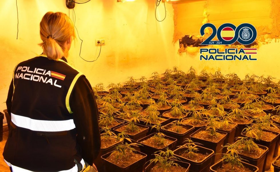 Plantación de marihuana hallada en Baza (Granada).