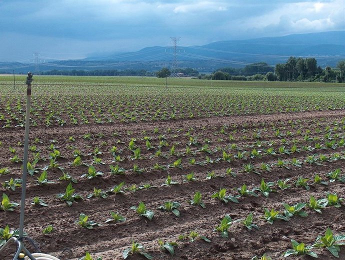 Plantación de tabaco