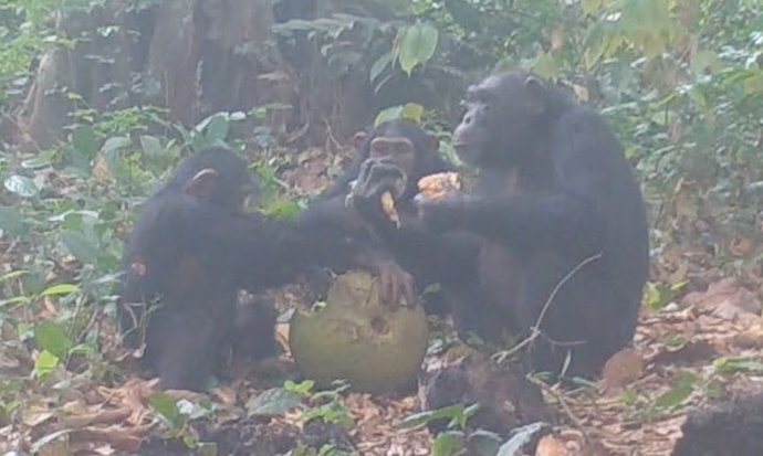 Chimpanzés compartilhando frutas.