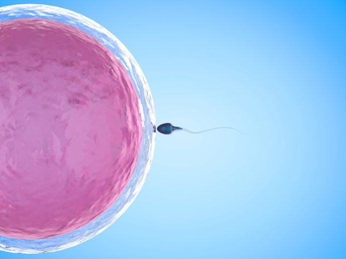 Archivo - Arquivo - Óvulo e esperma, fertilidade e infertilidade.