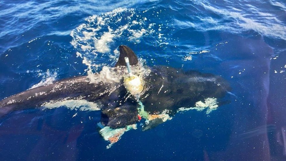 Orca enmallada