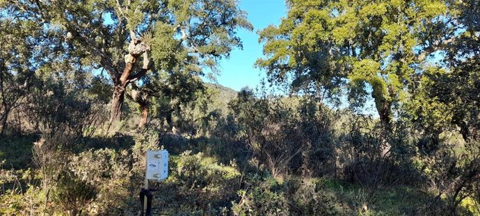 Cicytex desarrolla un sistema de alerta que anticipa la propagación de la enfermedad de la seca en alcornoques y encinas