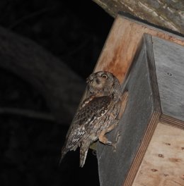 Autillo europeo en una caja nido de Santander