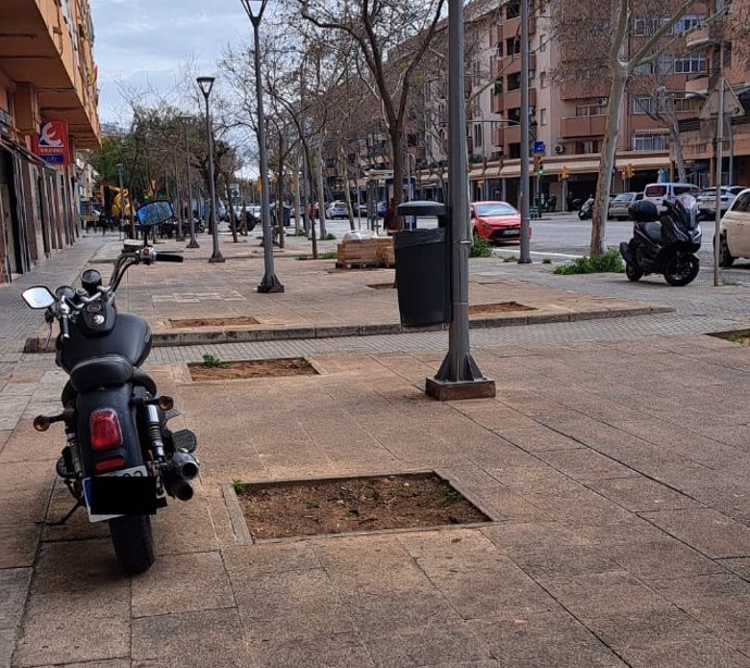 Árboles talados en Son Oliva.