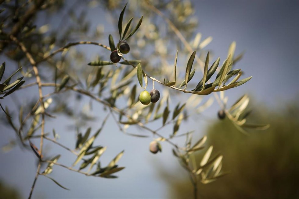 Archivo - Aceitunas en una rama de un olivo durante el comienzo de la temporada del aceite