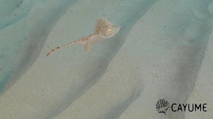 Archivo - Raya liberada nadando en Mallorca