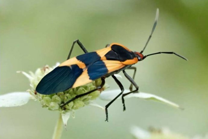 Chinche de algodoncillo grande (Oncopeltus fasciatus).