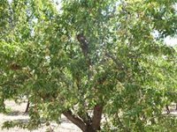 Gobierno aprueba ayudas directas de 20 millones a productores de frutos de cáscara afectados por la sequía