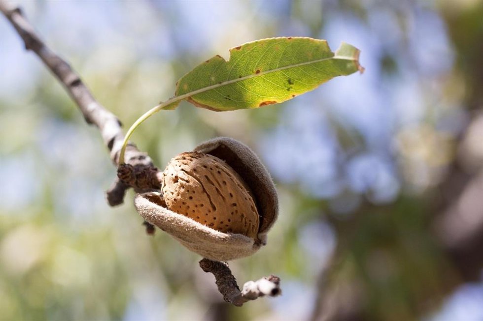 Fruto de cáscara.