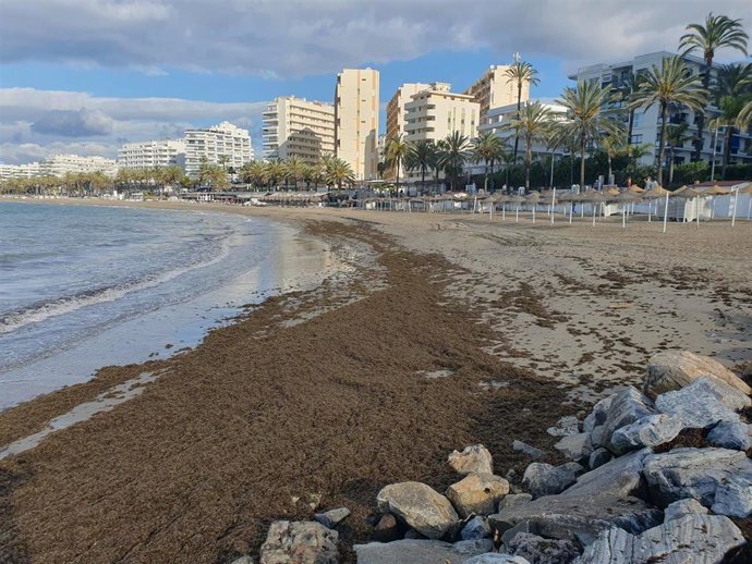 Algas en playas de Marbella