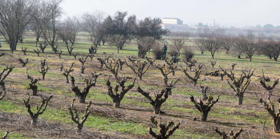 El real decreto del MAPA excluye a Aragón de las ayudas a la sequía.