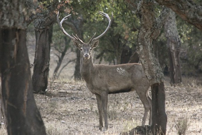 Archivo - Ejemplar de ciervo ibérico.