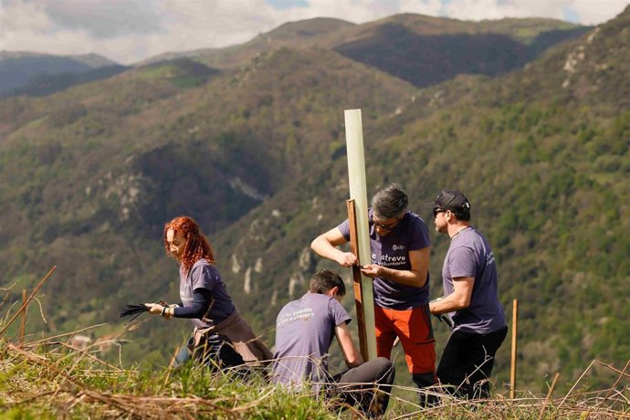 Voluntarios de EDP plantan árboles para facilitar la alimentación del oso pardo.